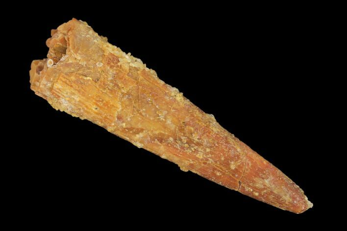 Fossil Pterosaur (Siroccopteryx) Tooth - Morocco #145192